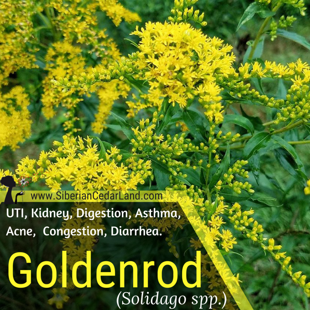 Goldenrod Solidago spp. Herbal Benefits. Uses. Preparation